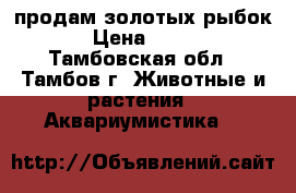  продам золотых рыбок › Цена ­ 150 - Тамбовская обл., Тамбов г. Животные и растения » Аквариумистика   